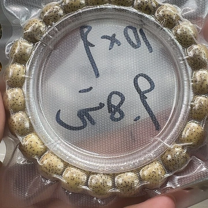 星月菩提手串155灭火原生态鸡油黄10 9