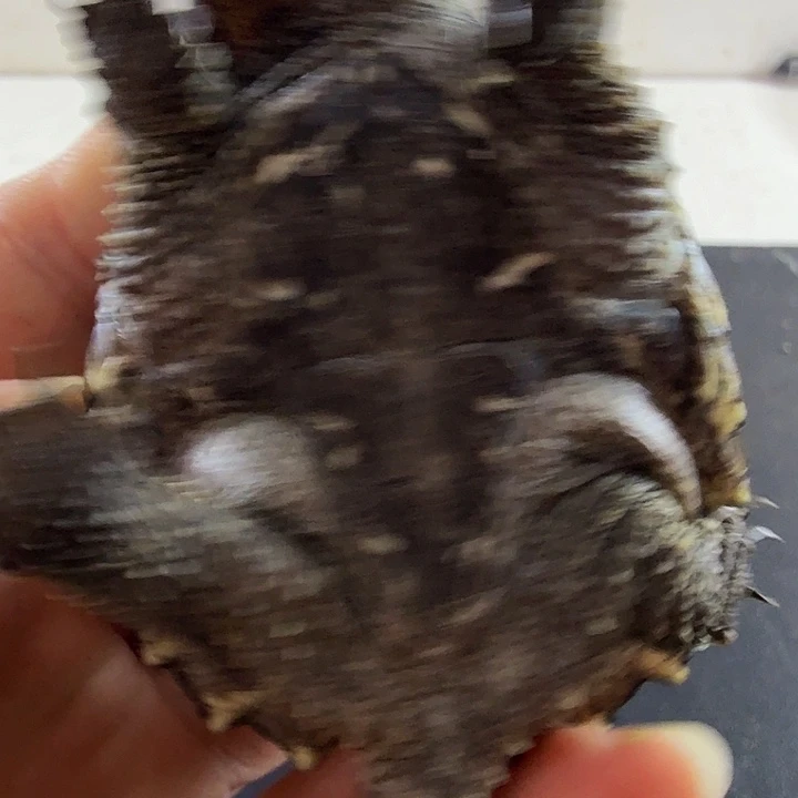 小鳄龟母佛鳄爆刺龟充了