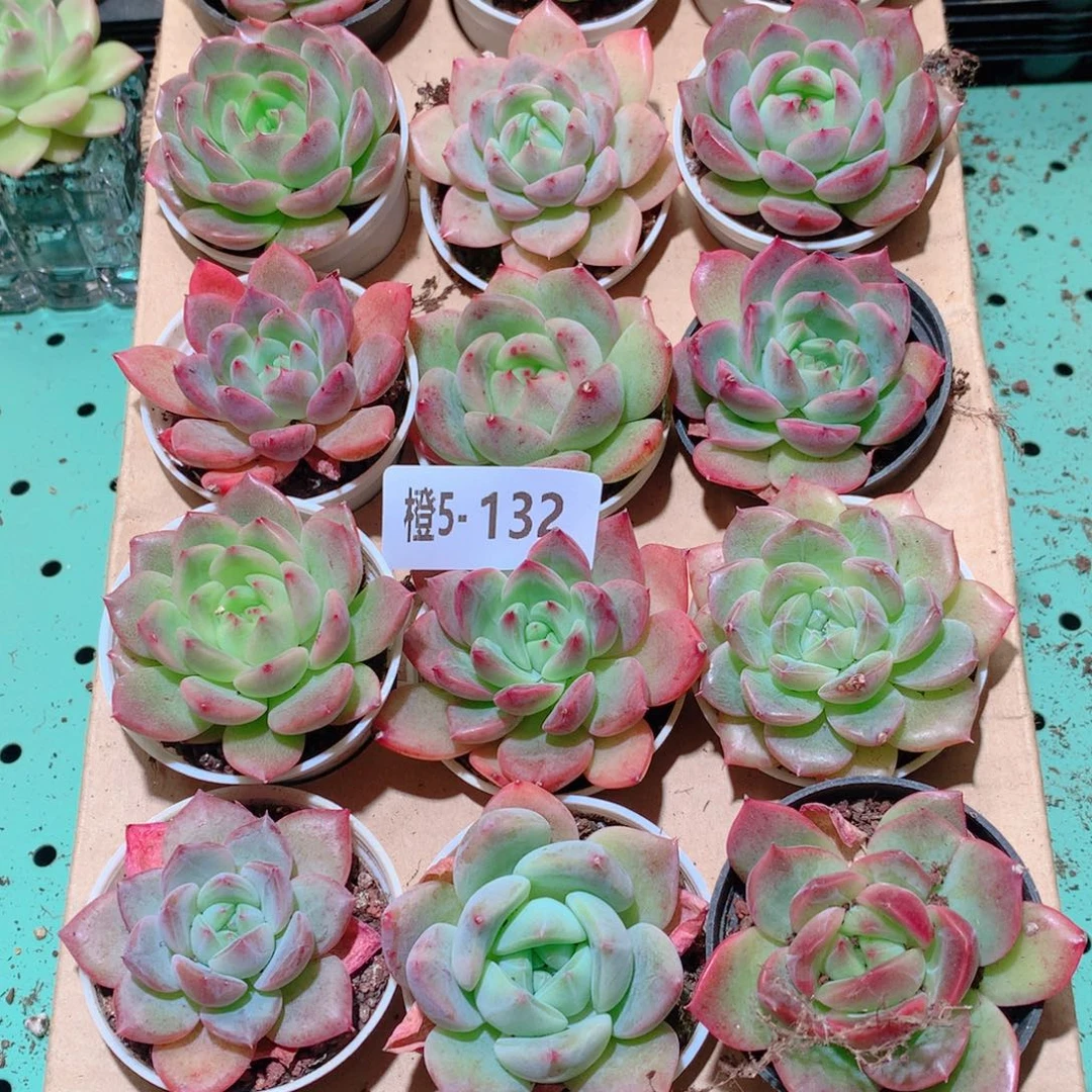 5-132一物一拍多肉带盆18颗