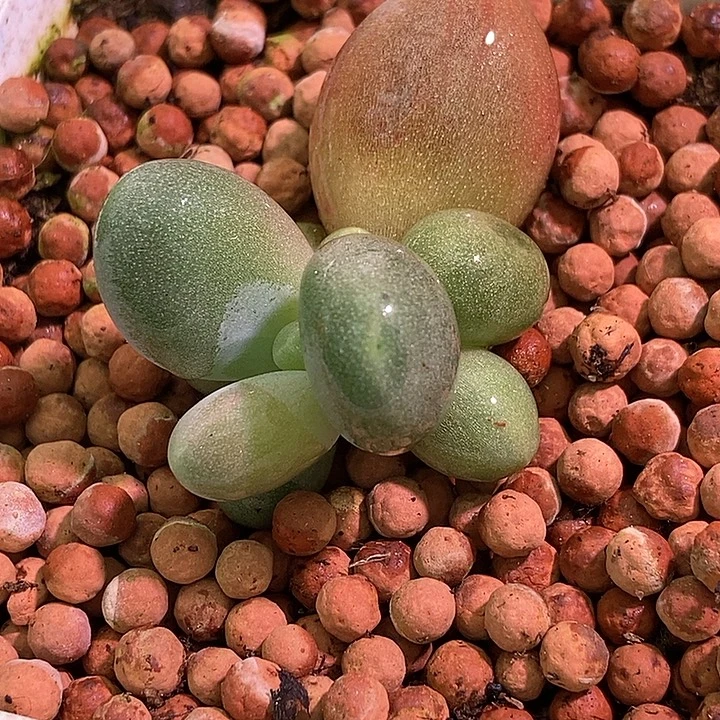 糖果美人锦多肉植物