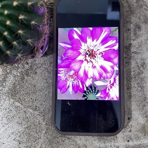 蝴蝶丽花，5公分左右