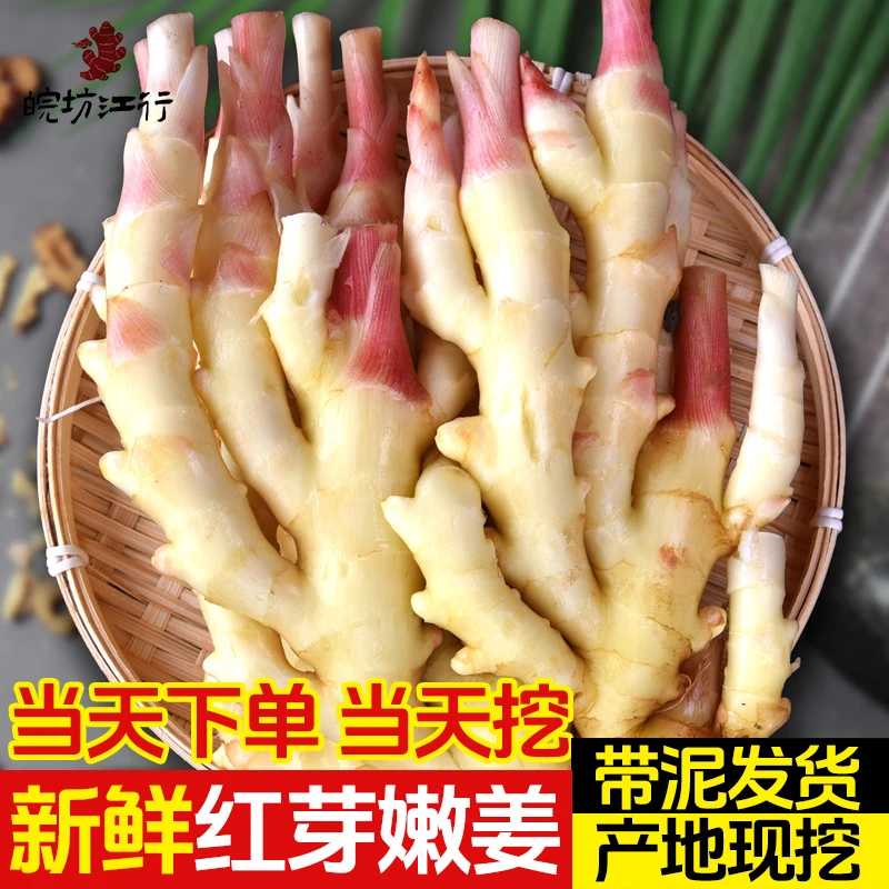 【张秀秀专享】安徽产地现挖新鲜红芽大嫩姜仔姜可做泡糖醋姜直发