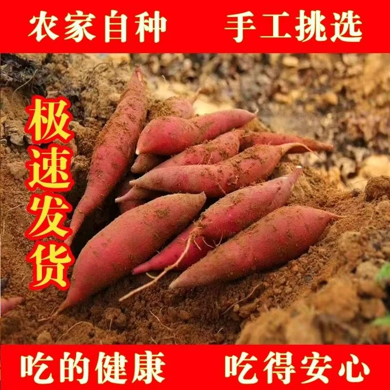 现挖现发西瓜红心蜜薯软糯香甜精选红薯粉面可口番薯河南产地直达
