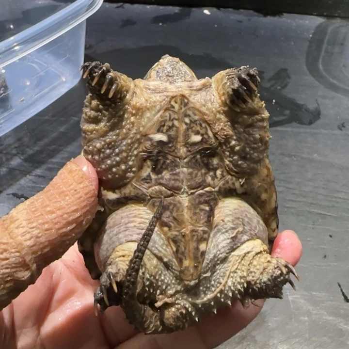 邪***盟宠物龟母瑕疵开甲