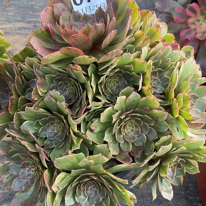 11.25-77半夏多肉植物1