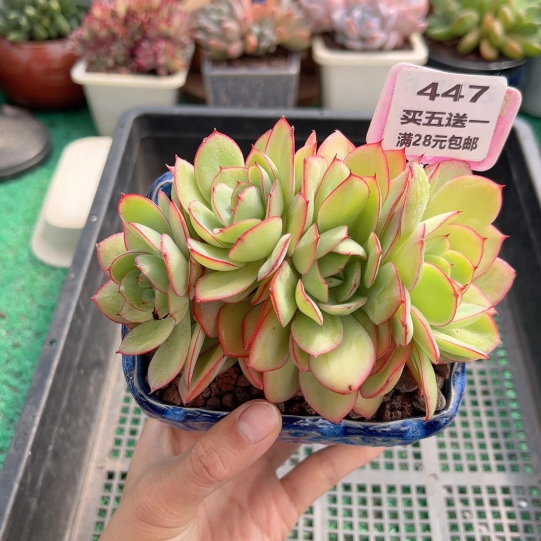 表妹精品多肉植物447.