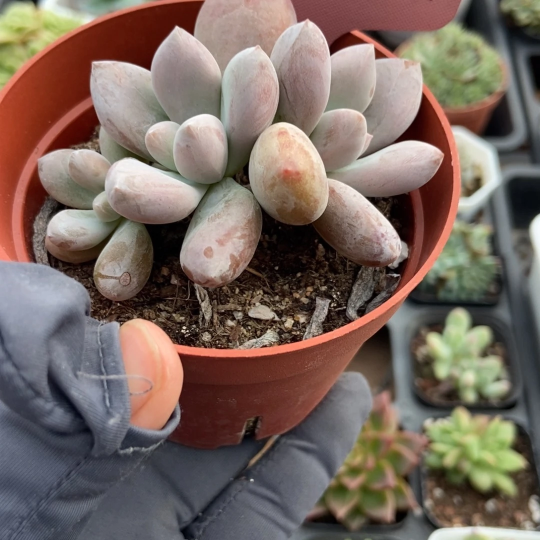 7202原始虞美人多肉植物