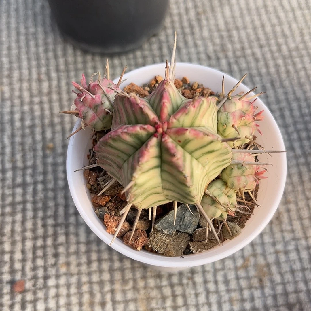 斑马大戟锦一物一拍