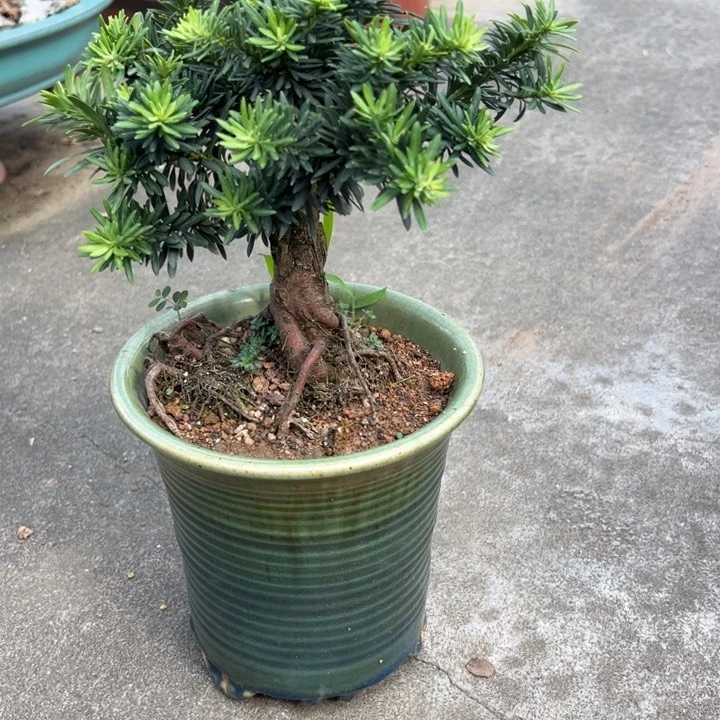 无花朵?****?台湾孔雀罗汉松