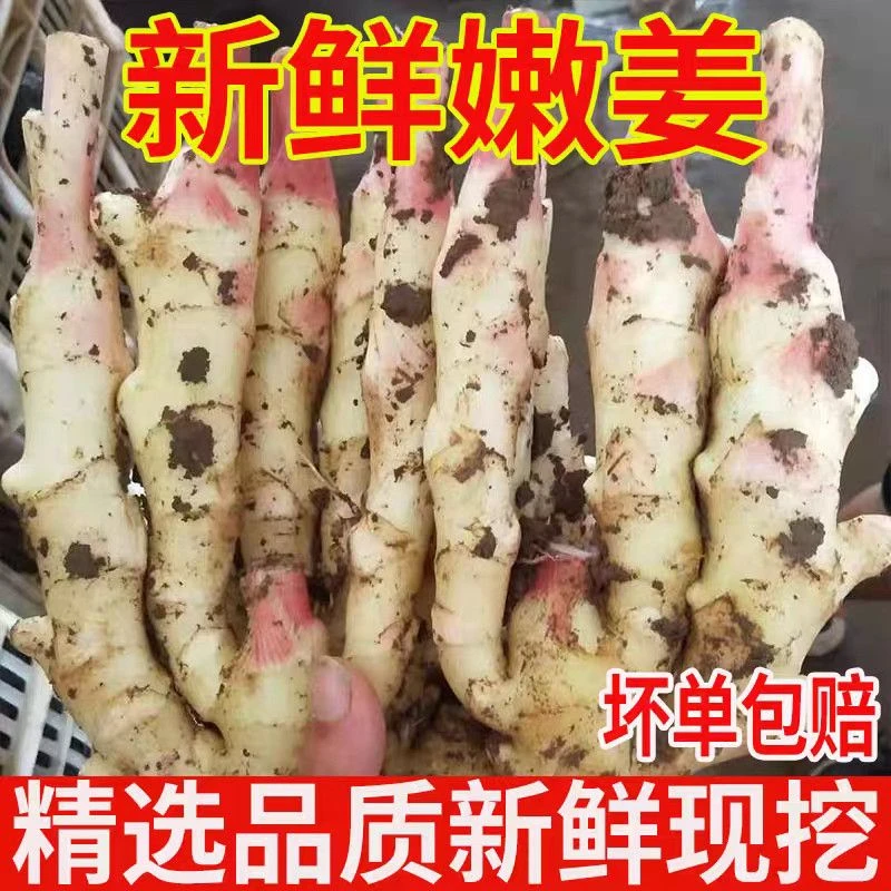 2025年广西北海新鲜红芽嫩仔姜现挖现发可用于泡菜凉拌烧炒炖焖
