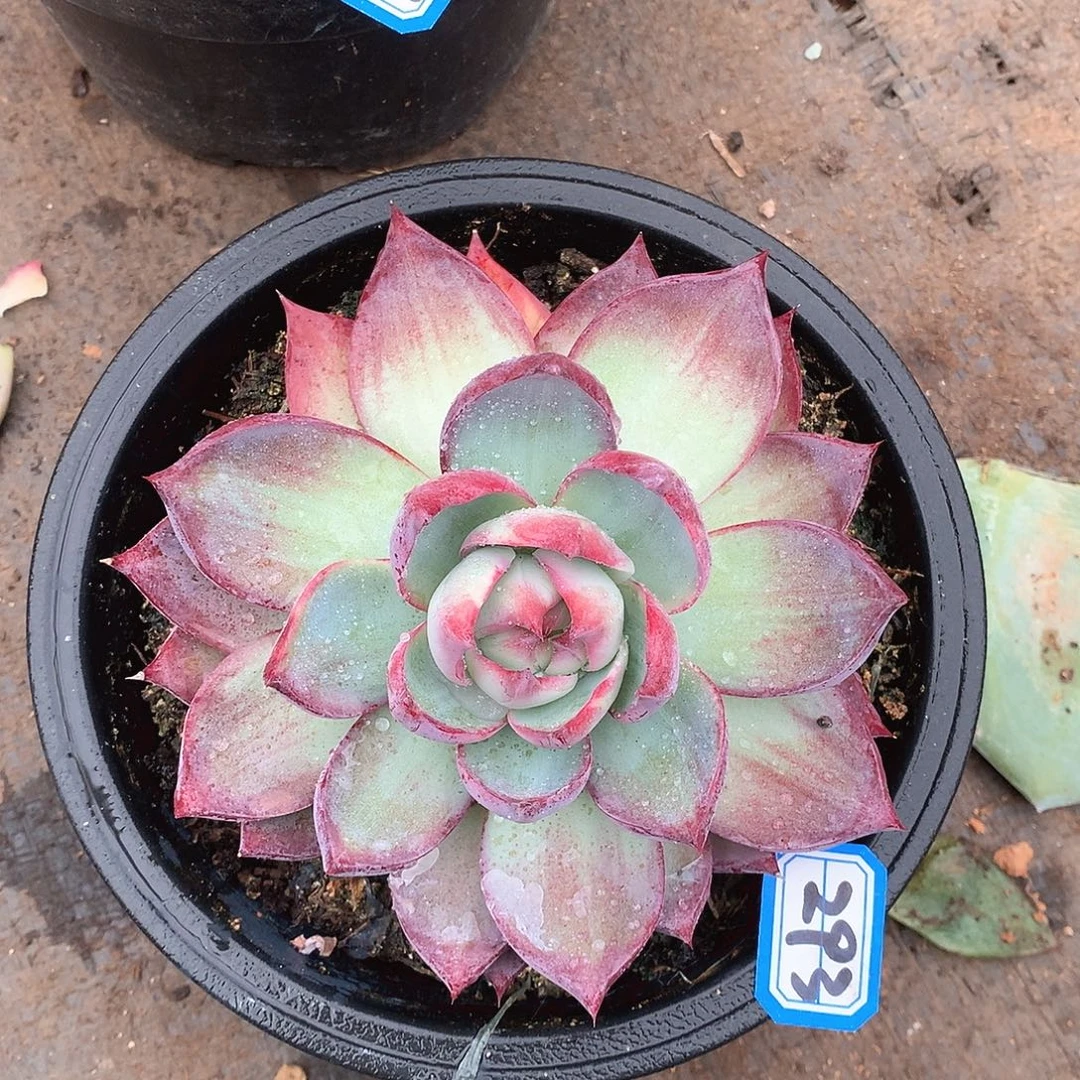 293惊鸿一物一拍多肉