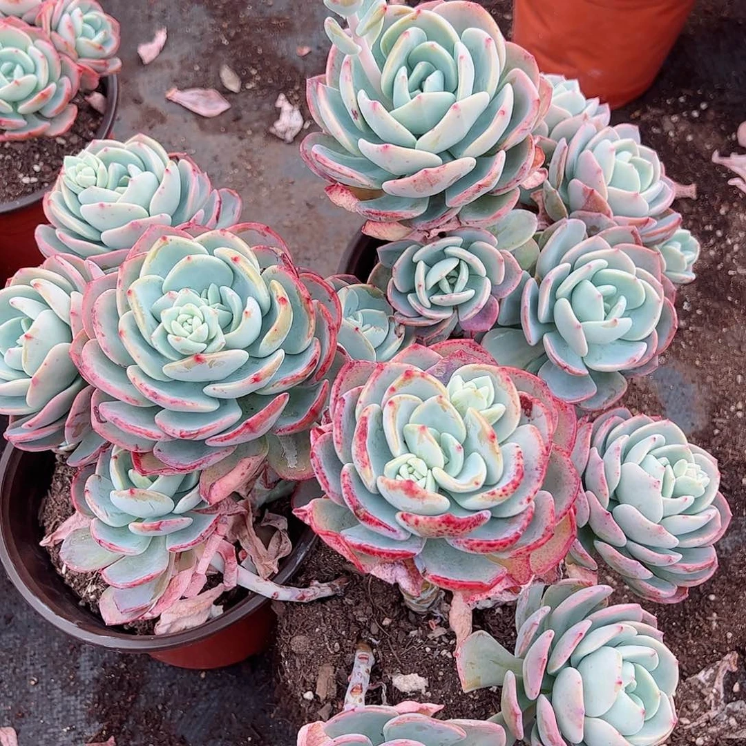 白月光三头起三盆