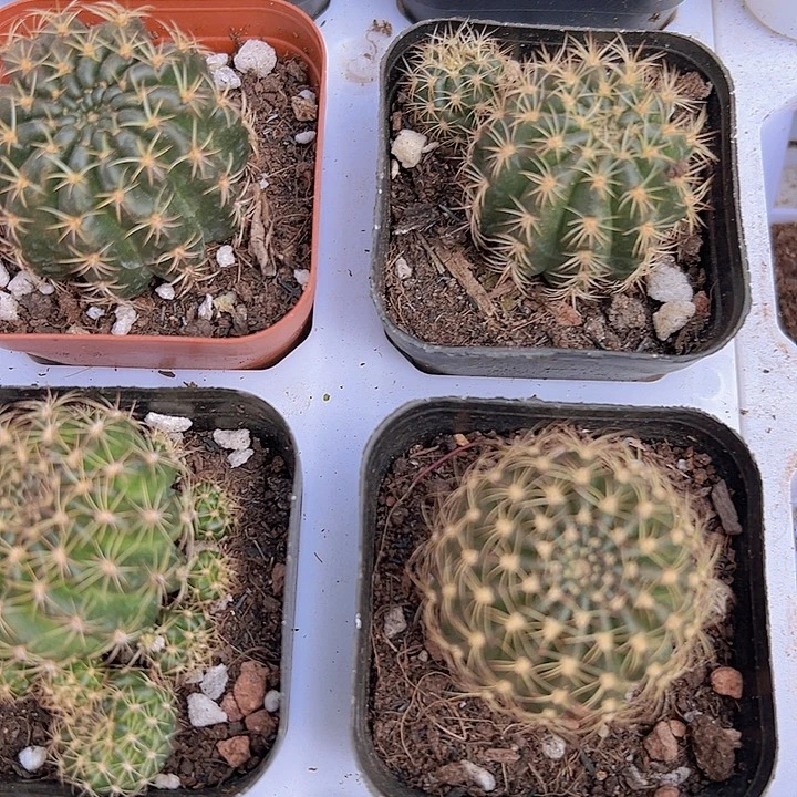 丽花仙人球19包邮多肉