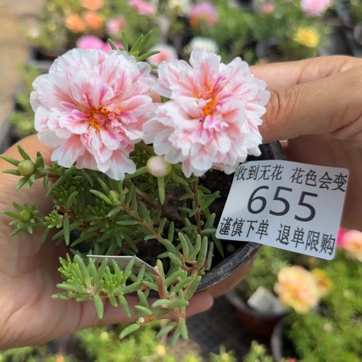无花朵655超小苗盆口10cm