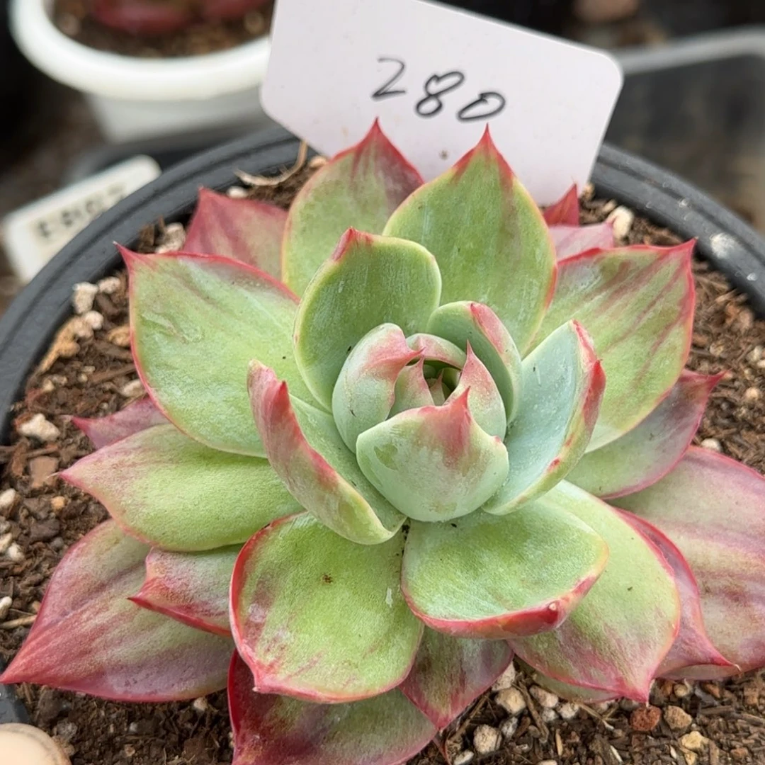 惊鸿一物一拍包装收缩花旱280