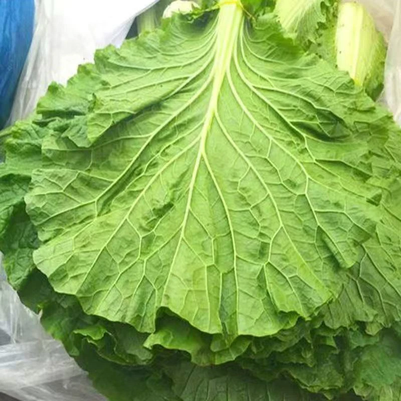 东北饭包叶打包叶现采现摘新鲜蘸酱菜包邮