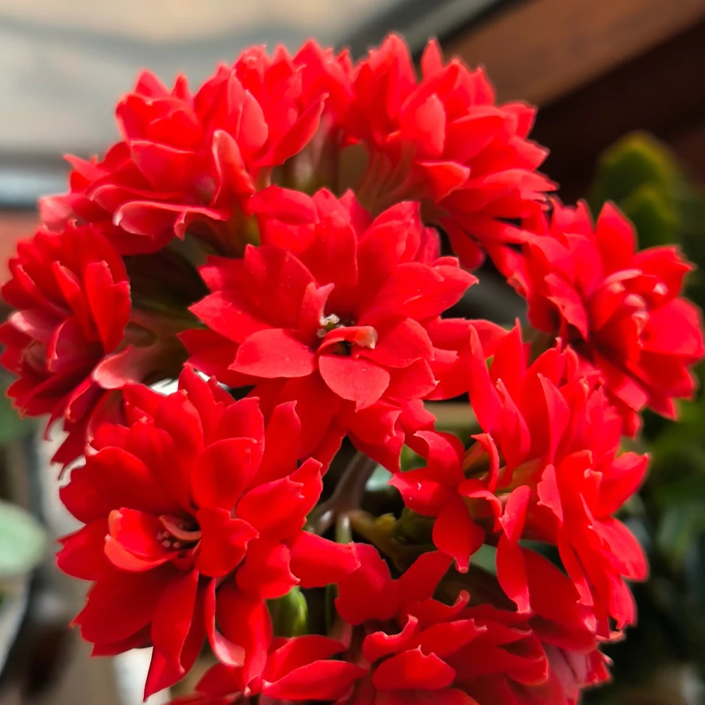 红宝石130杯～长寿花重瓣带花苞室内盆栽开花好养