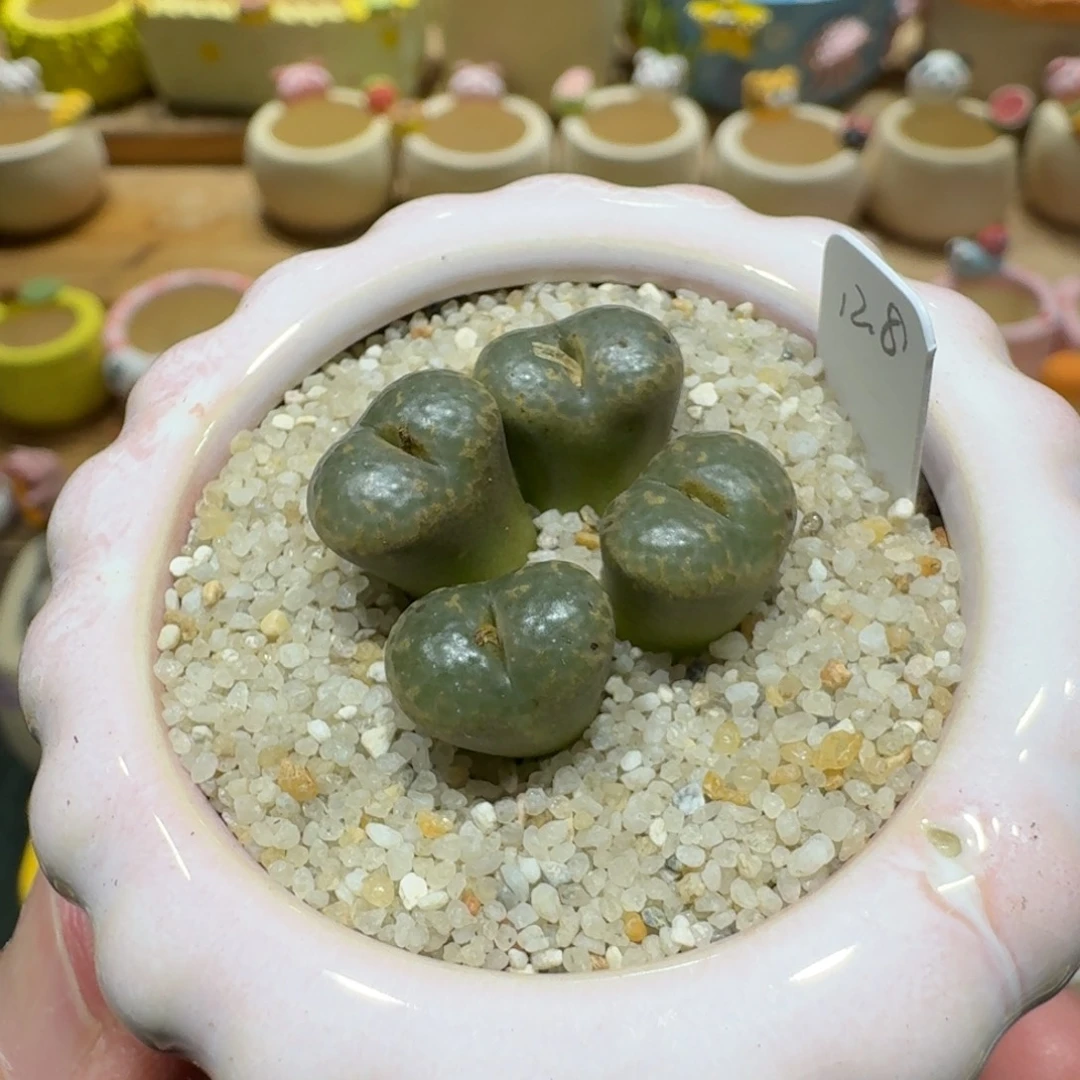 蘑菇1267勋章多肉植物