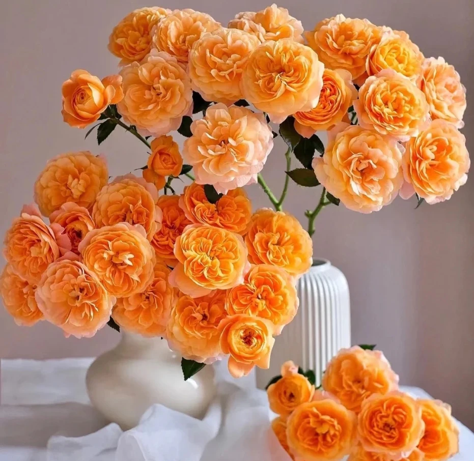 【今喜花舍】（多头）果汁阳台 0°以下地区记得拍保温棉哦！！！