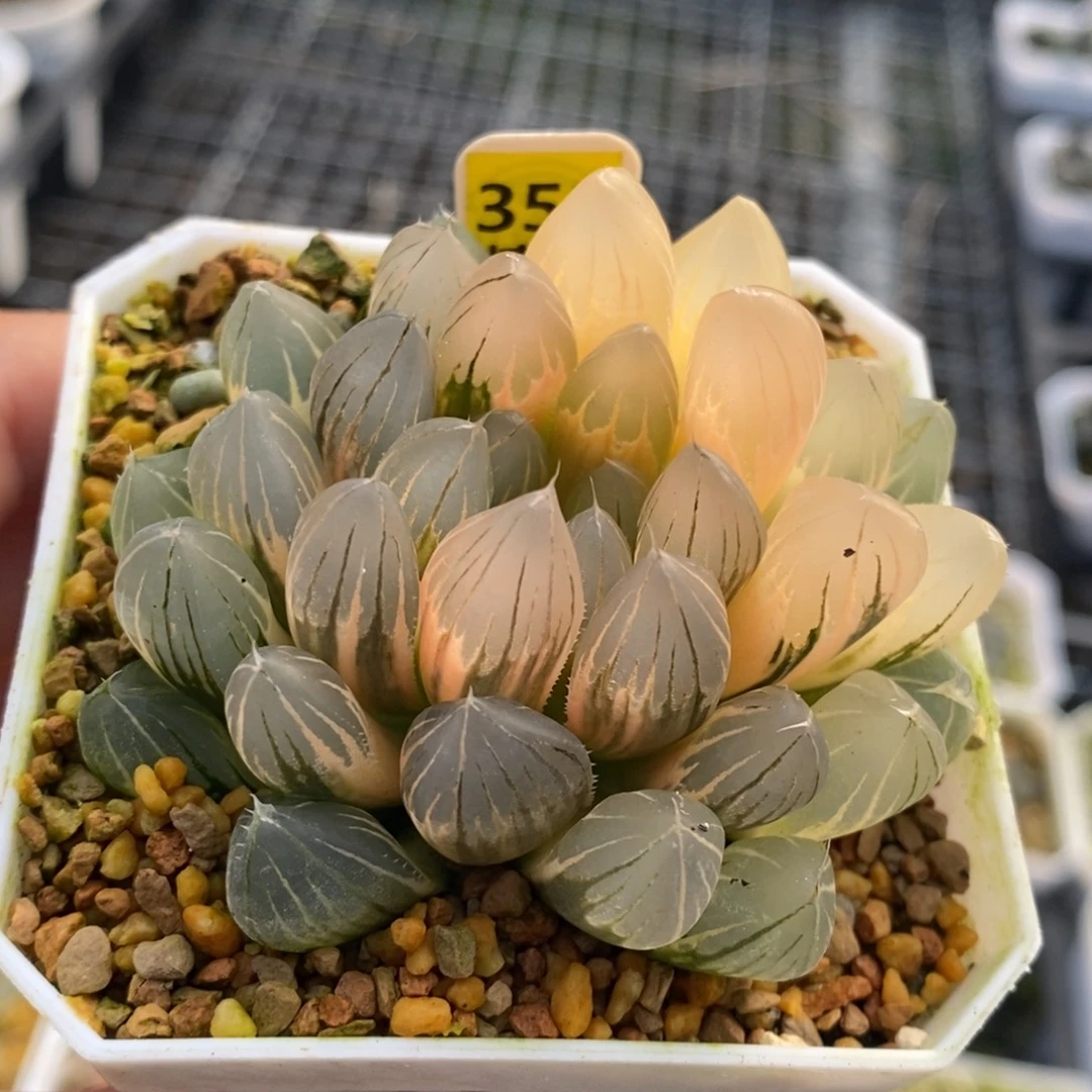 352号糊斑霓虹灯玉露锦