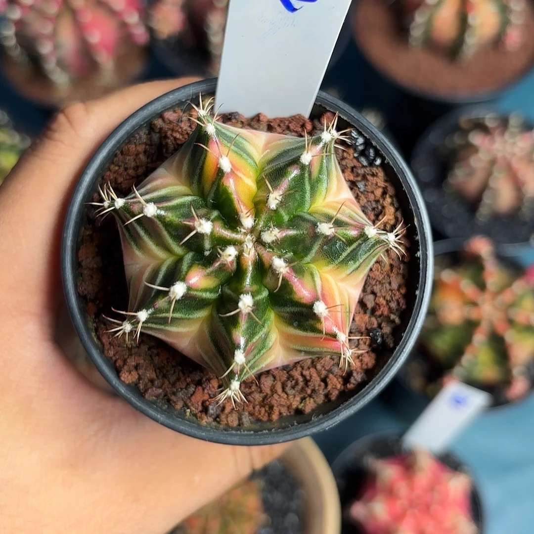 34-0623泰国发货多肉