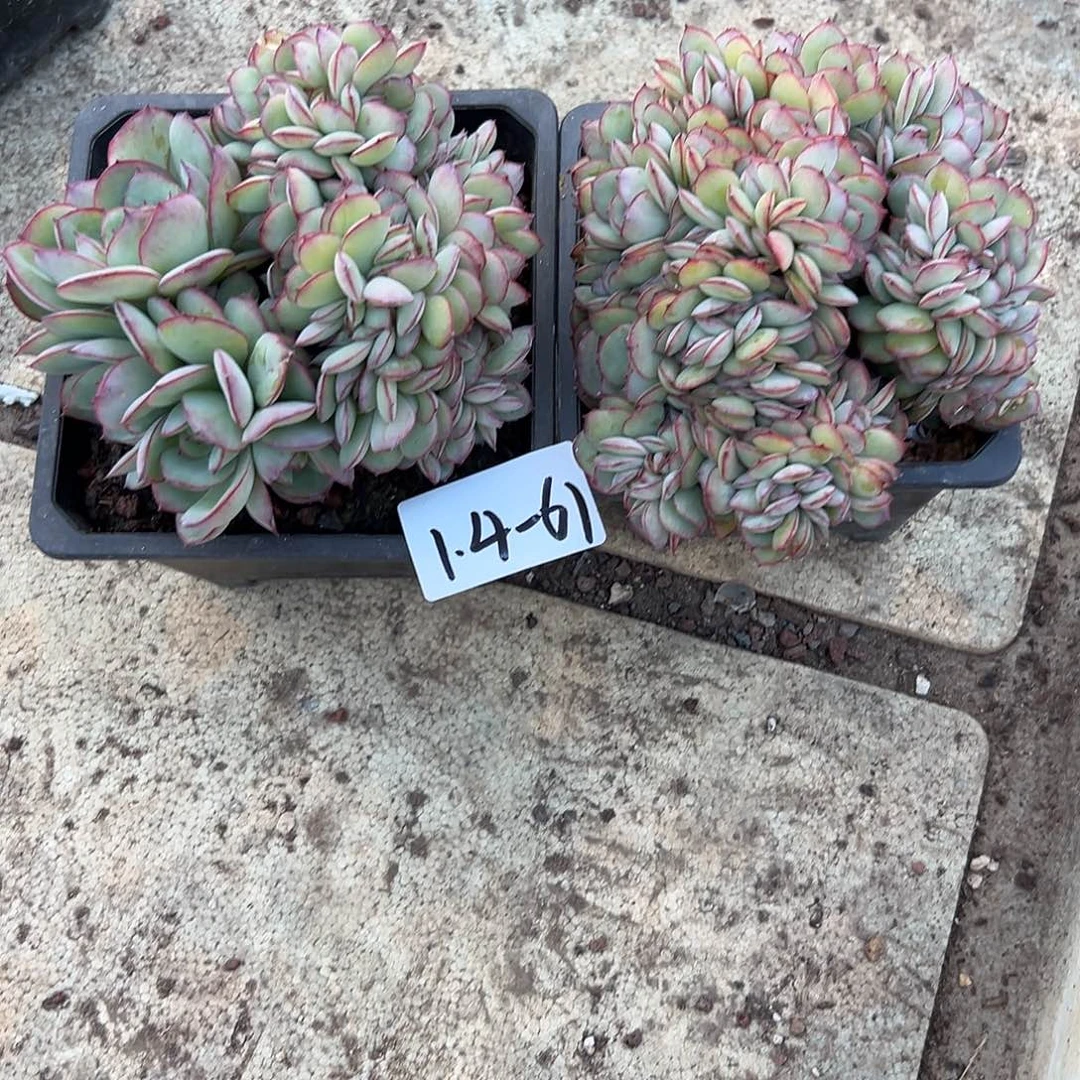 0***^1.4-61牡丹亭缀组合2颗