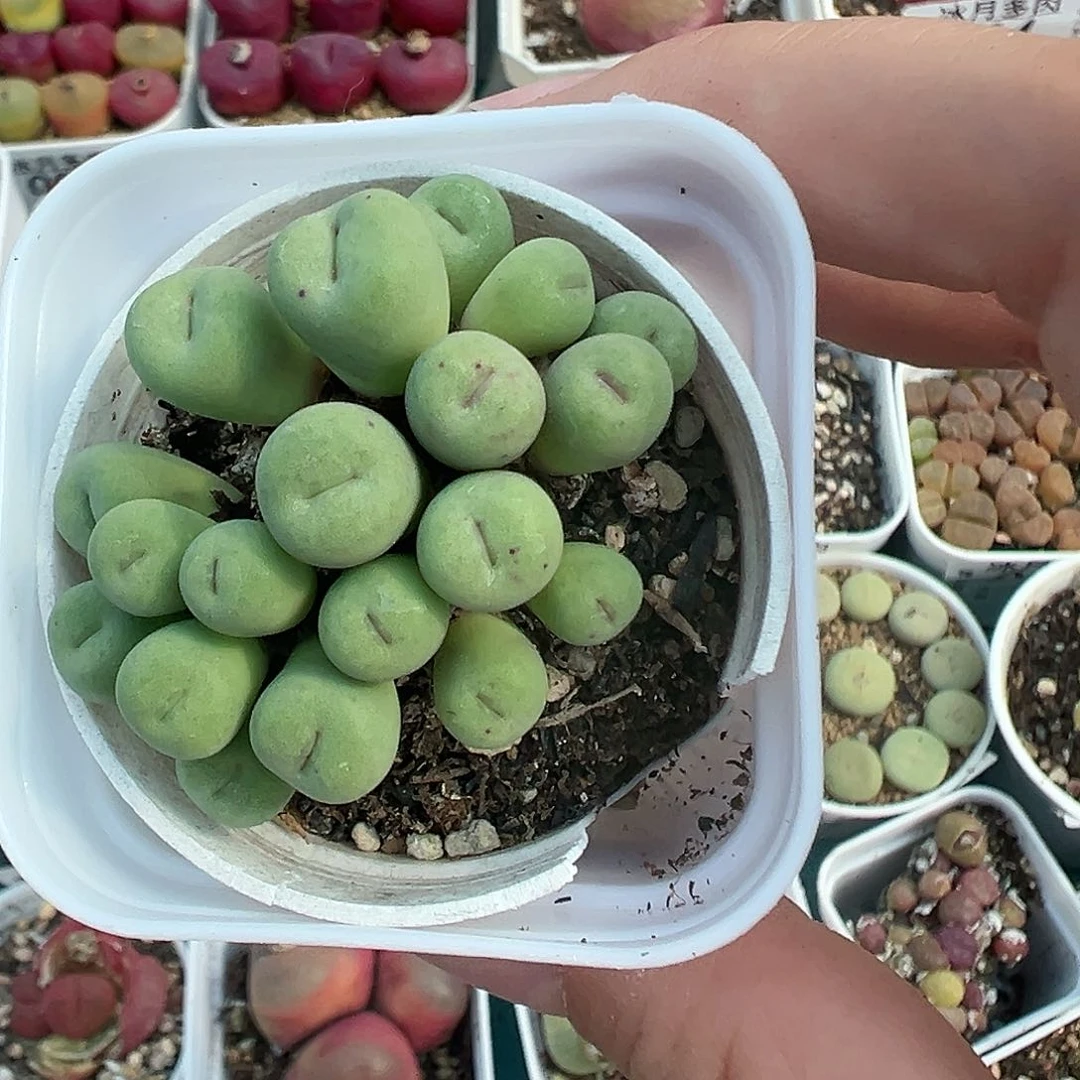 红嘴群生带盆土发货