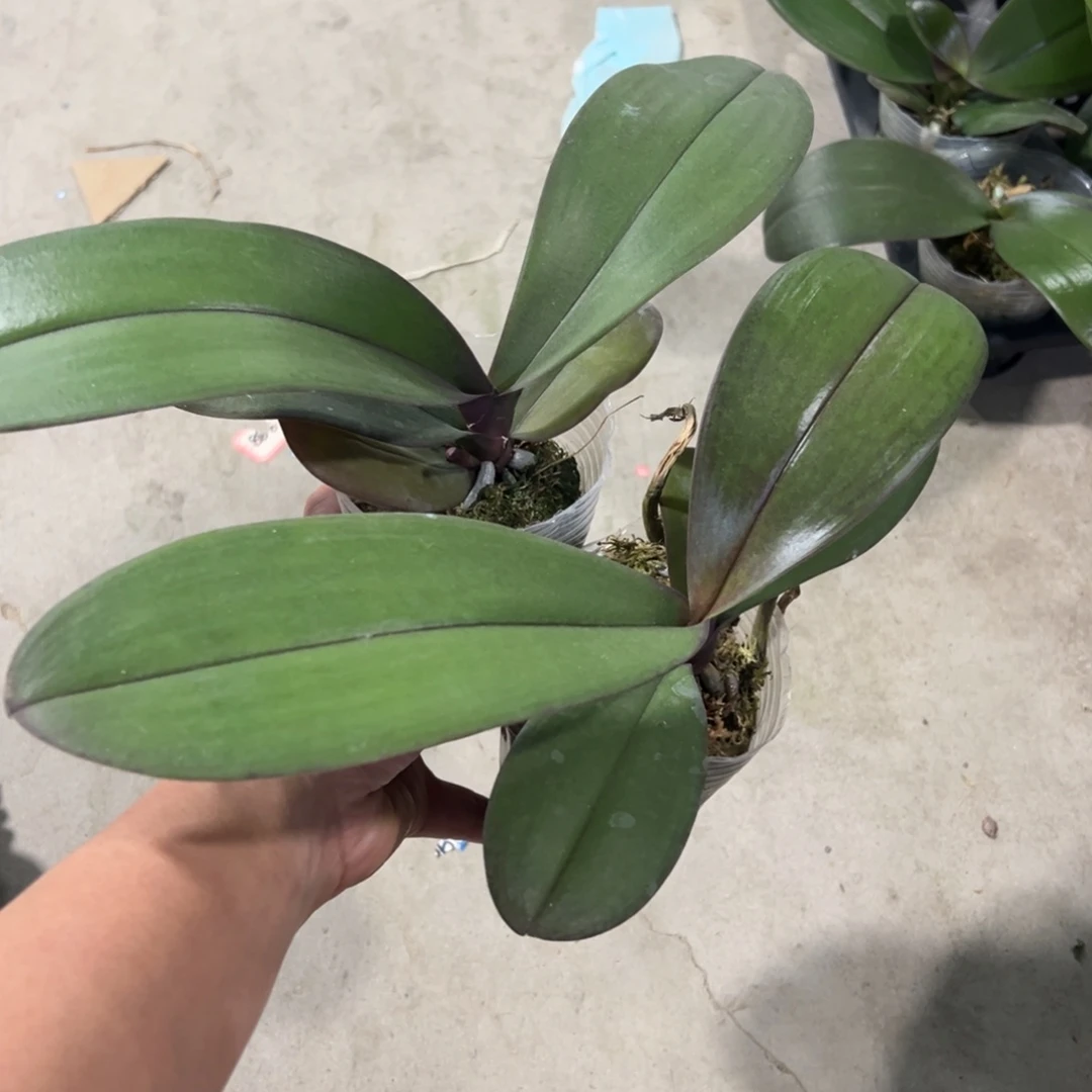 当前无花栽培后可以开花浮力蕾丝安娜新苗2.8杯