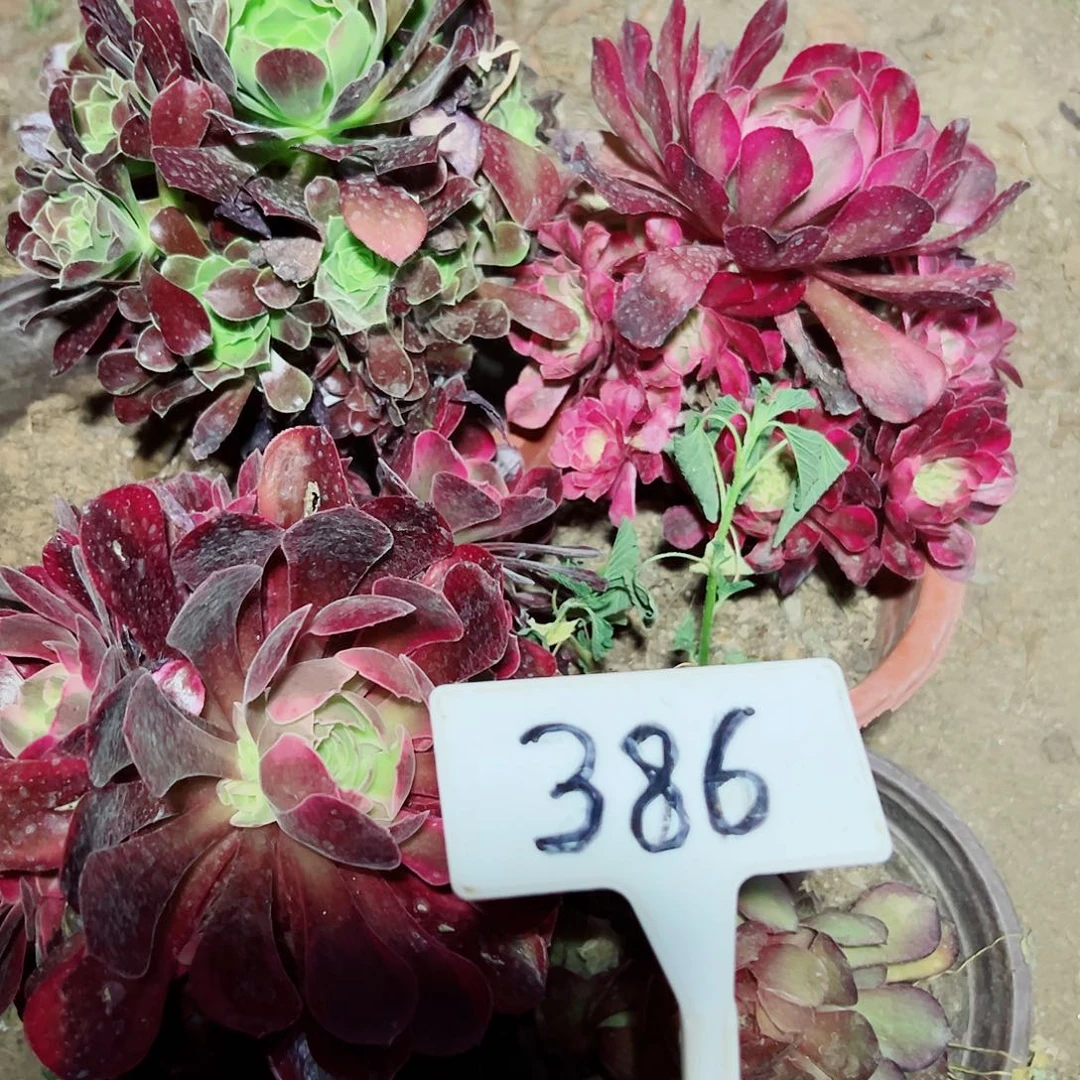 多肉植物组合3个