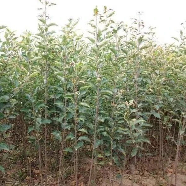 乔化苹果树苗 众成鲁丽秦冠烟富红星嘎啦红斯尼克嫁接苹果苗