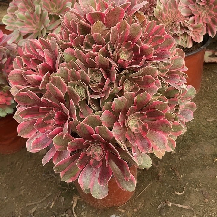 多肉植物法师女妖25