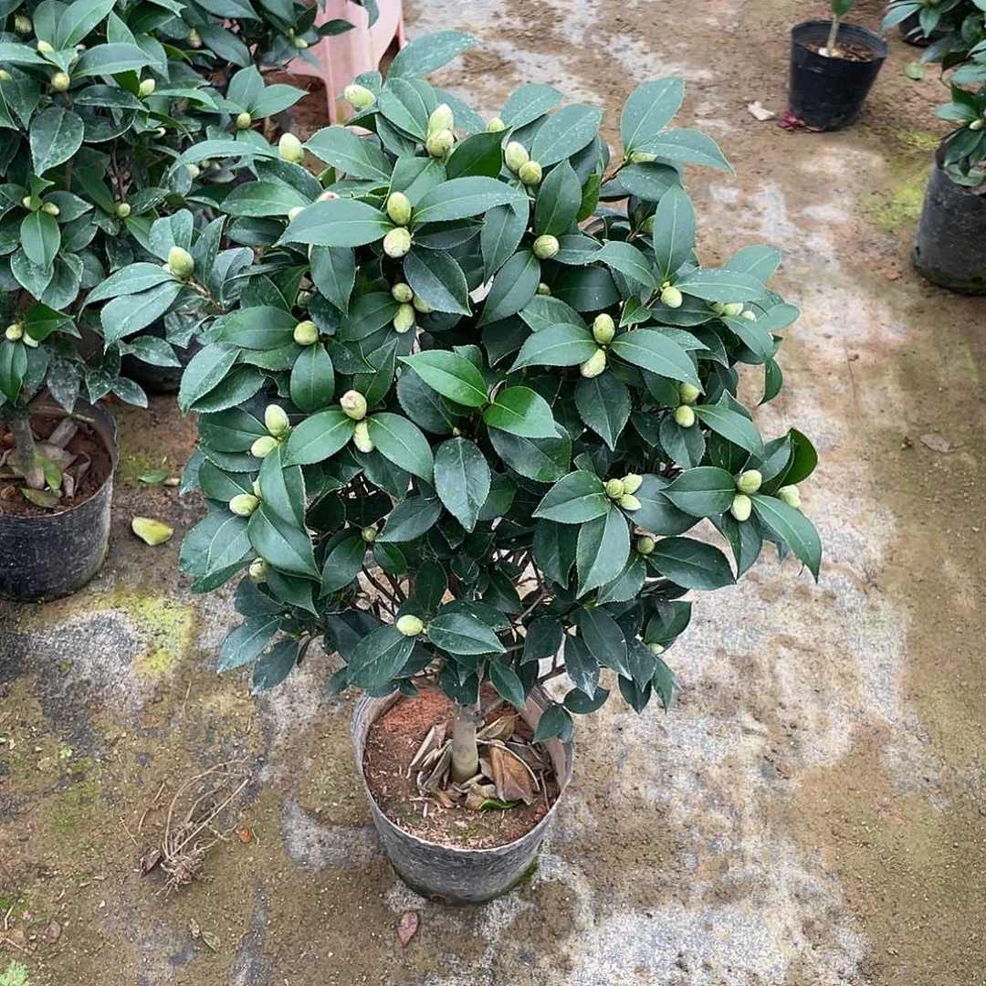 凝***～完全开放五色赤丹