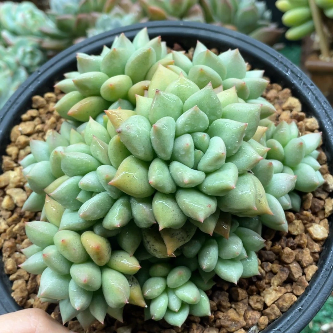 黄金象牙一物一拍28包邮非偏远