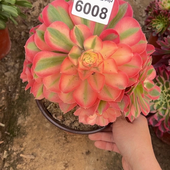 6008女巫多肉植物