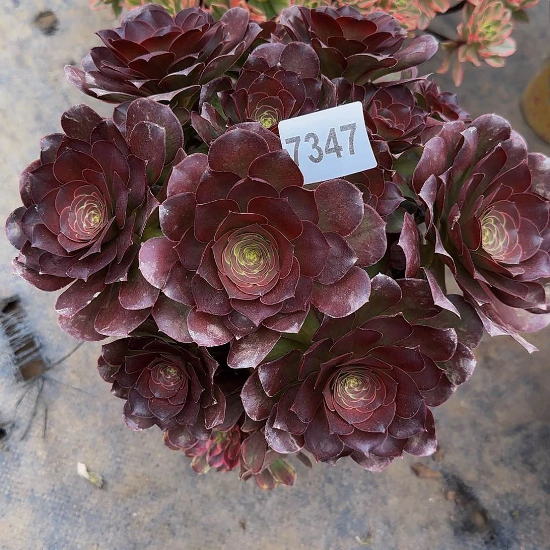 美金玫瑰一颗编码347