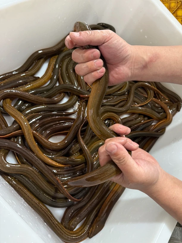 [2-3两】野生黄鳝顺丰冷链包邮活体打氧发货