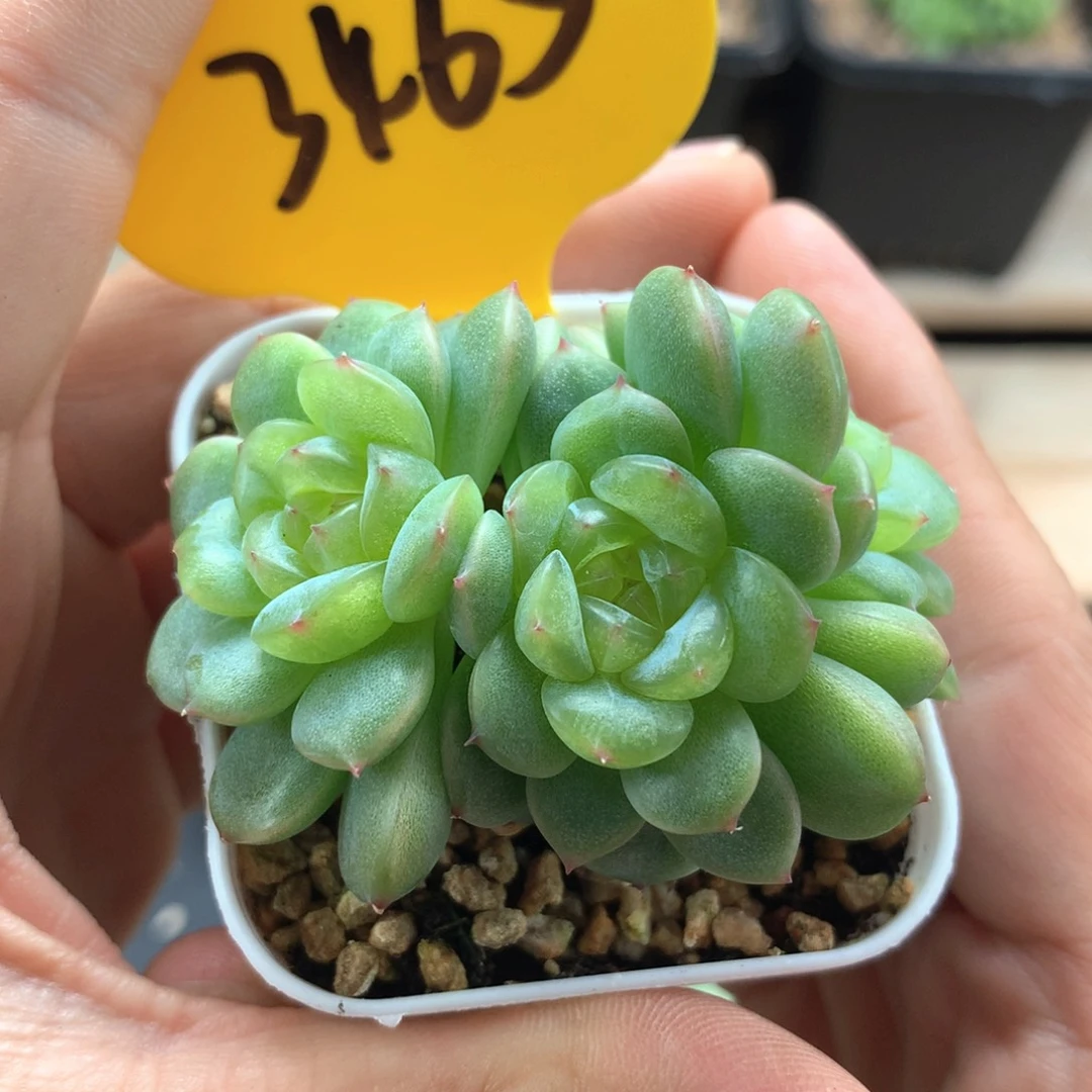 沅芷珍妮3头群3465