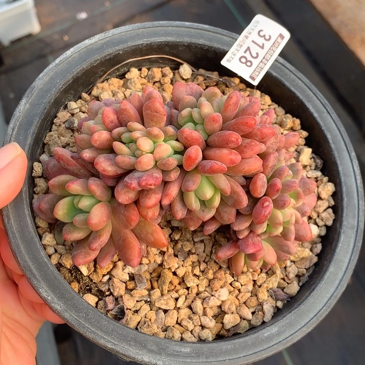 香奈儿缀化多肉植物