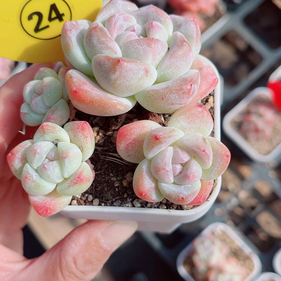 24号小老桩冰玉群