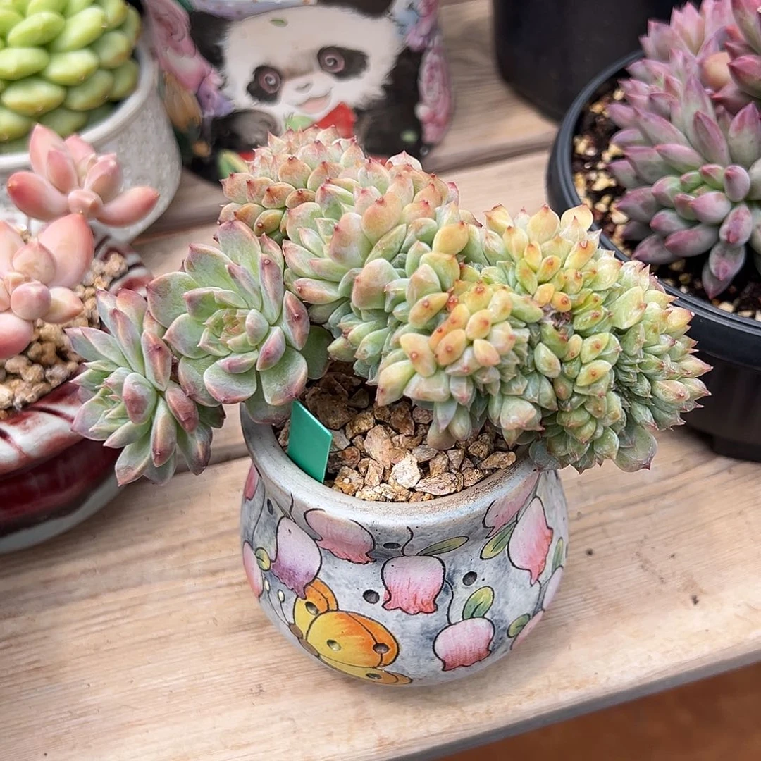 悦***果7-25-05精控冰魄缀化