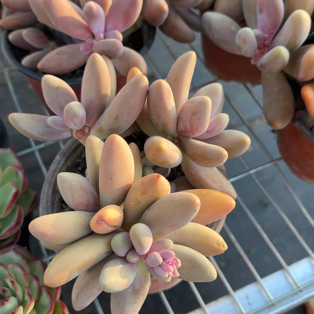 红手指多肉整群11㎝盆