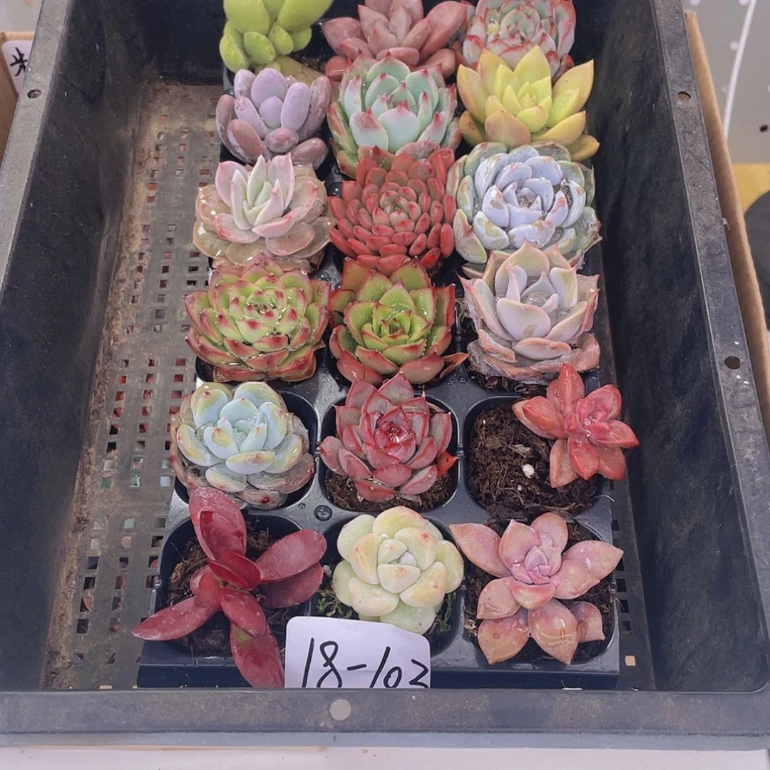 【闪购商品】18颗-103