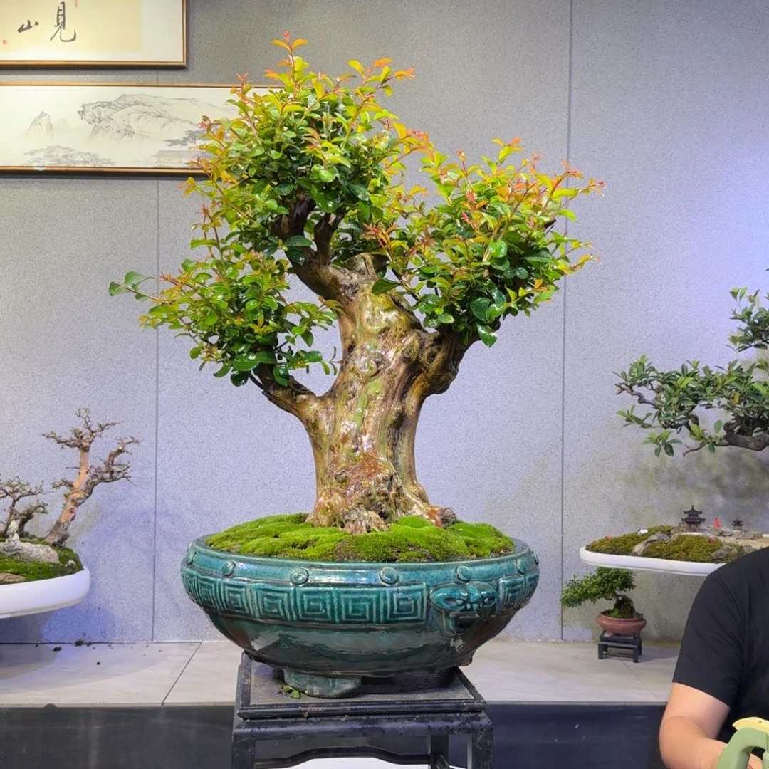 无花朵紫薇盆景紫薇盆景1900