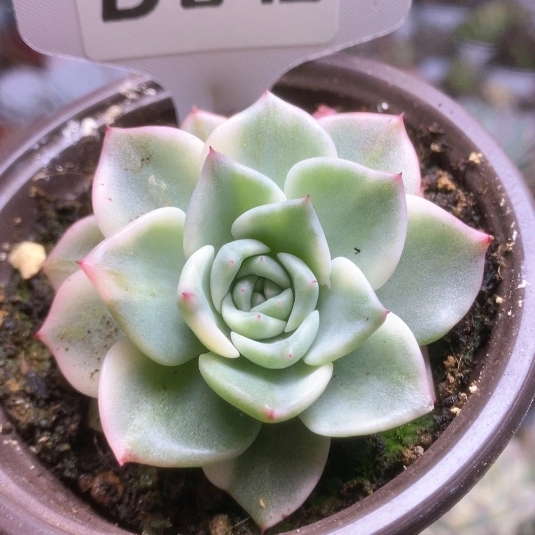 D043哈哈哈哈哈哈哈哈哈哈哈