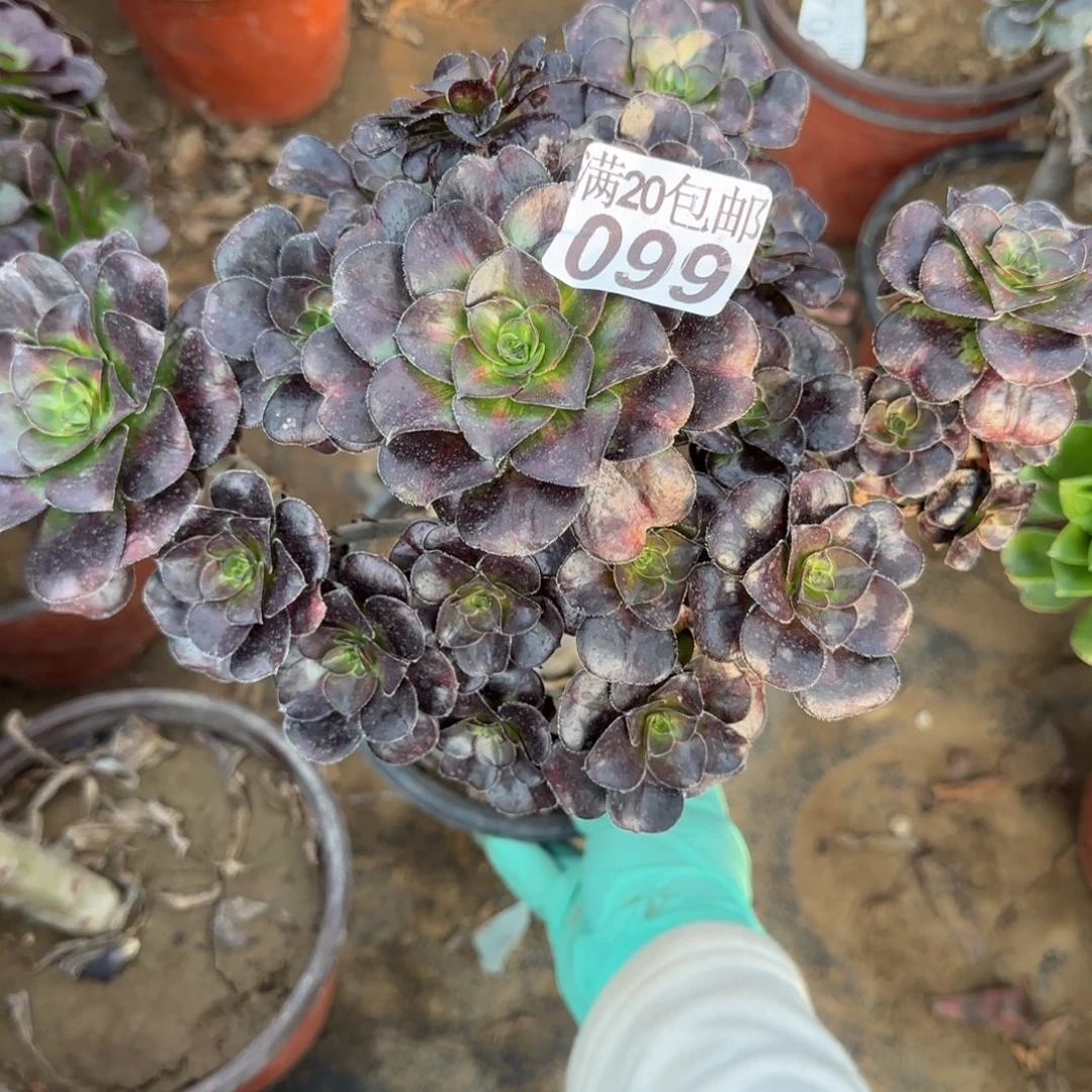 晚霞099满20包邮断枝不包