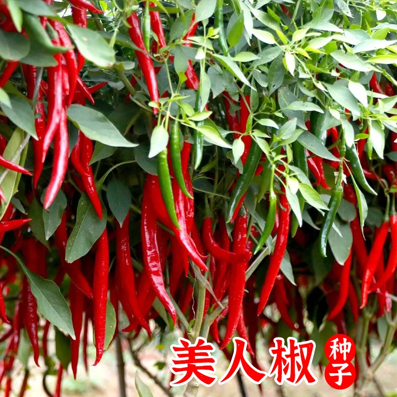 美人椒种子香辣美人椒干鲜辣椒两用四季春季阳台