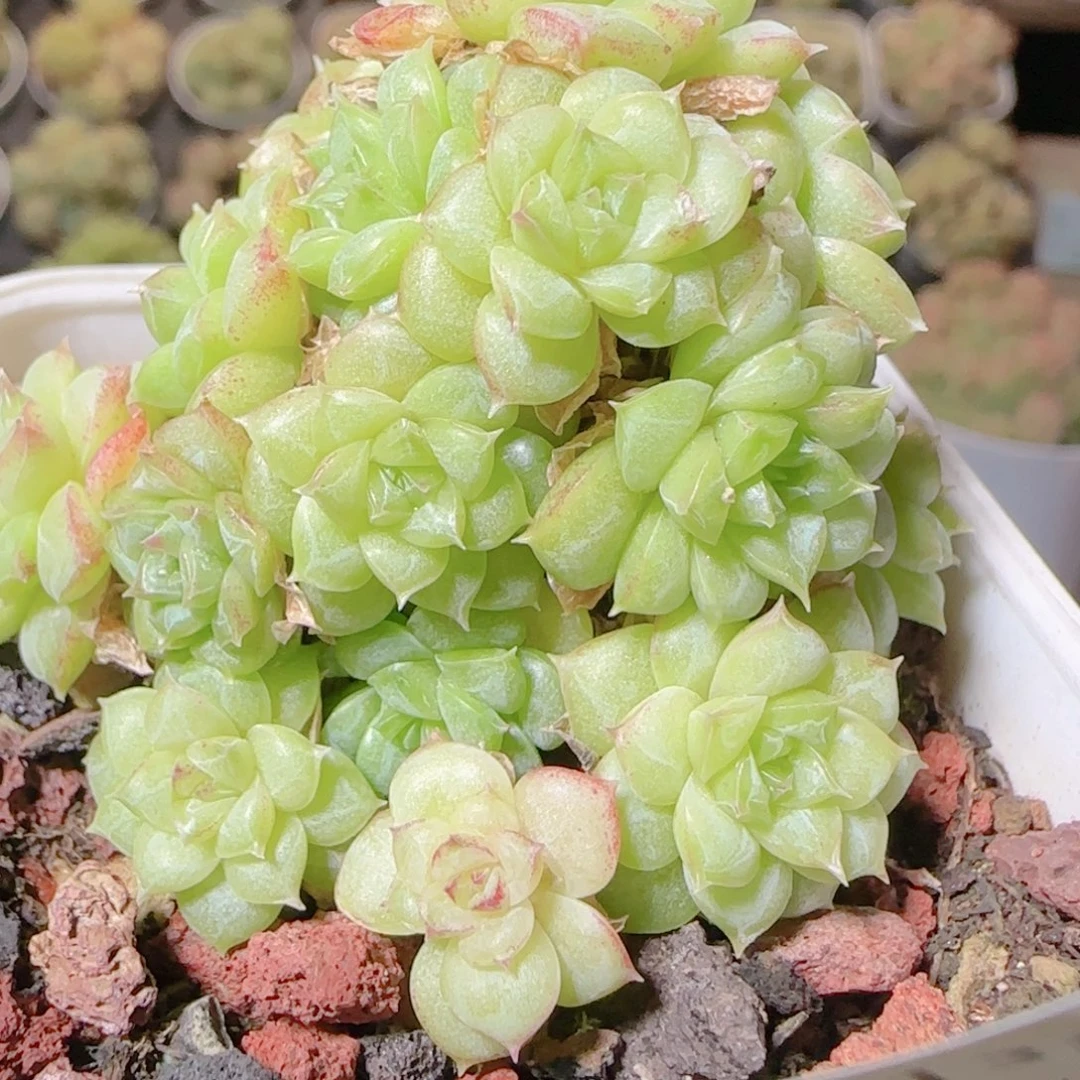 花语逸镜1113-02开播福利散