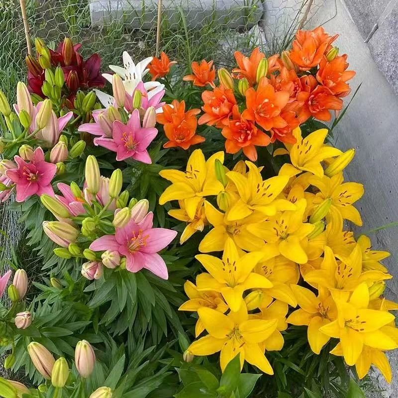 【香水百合】大花多头百合种球带芽耐寒四季盆栽地栽