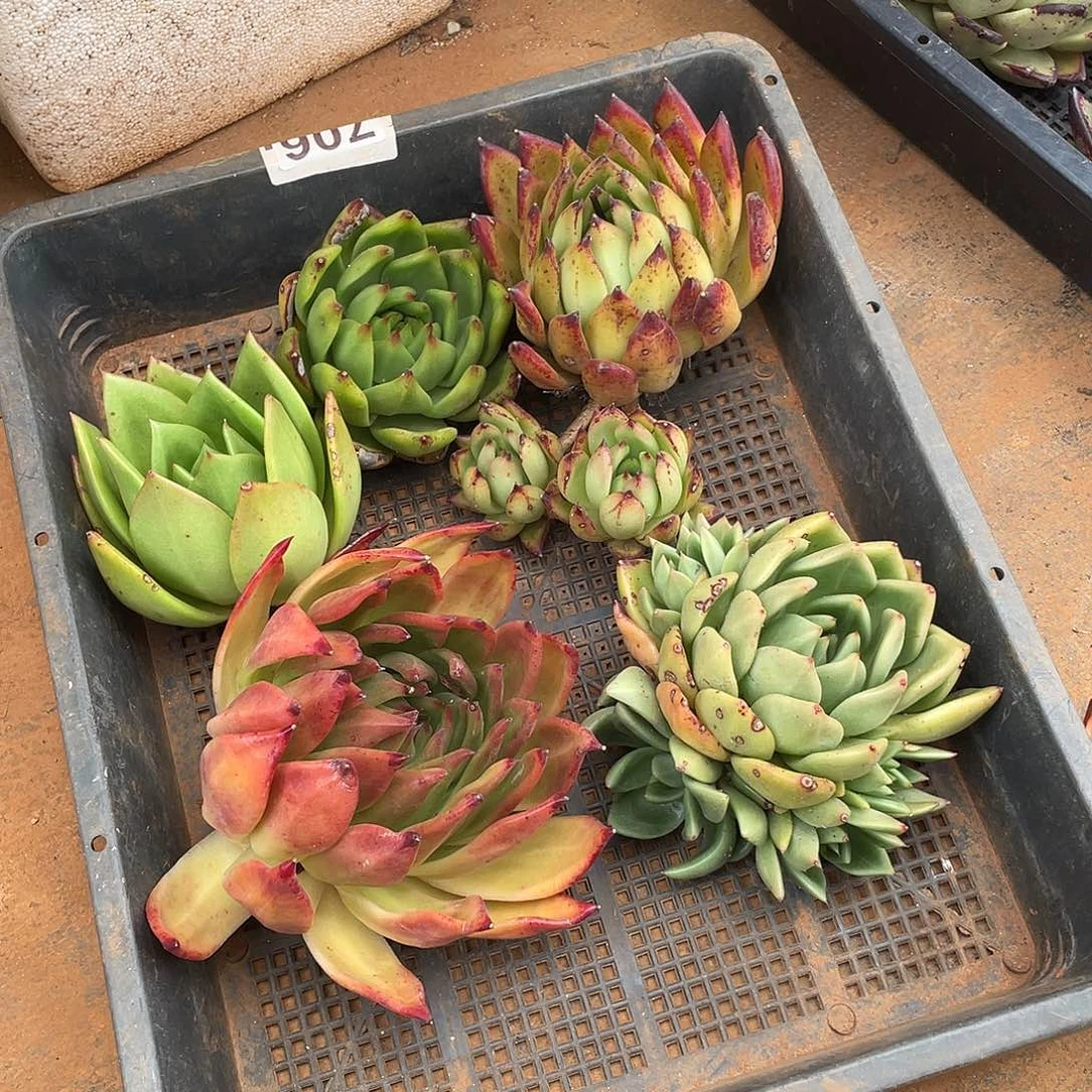 梅****2若如东云组拍706