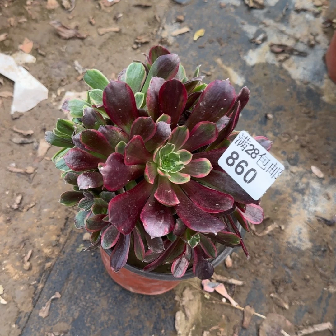赤霞飞多肉860满28包邮断枝不包